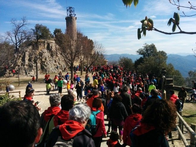 Abracem Queralt 2