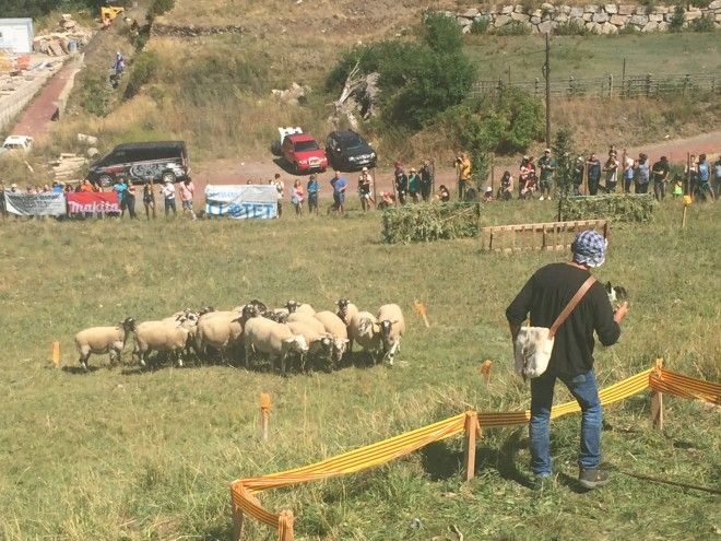 gossos Atura Juli Bayot