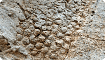 pell_dinosaure_vallcebre