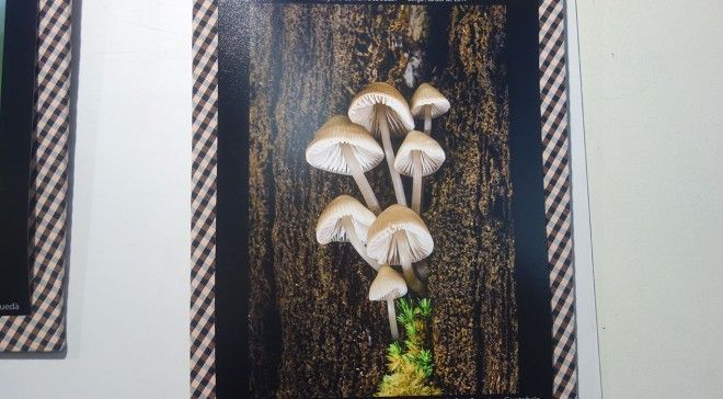 concurs-fotografia-bolet-2017-1