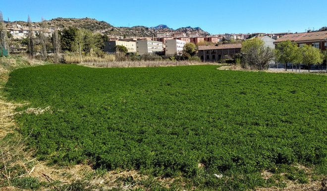 horts-urbans-berga
