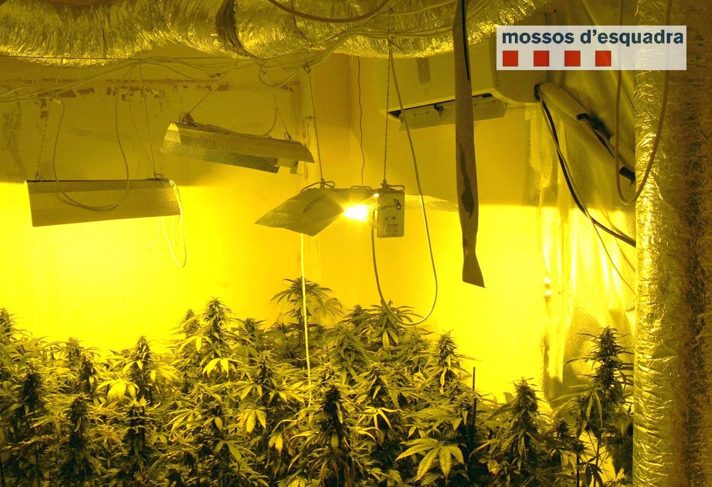marihuana_juliol_berga_2