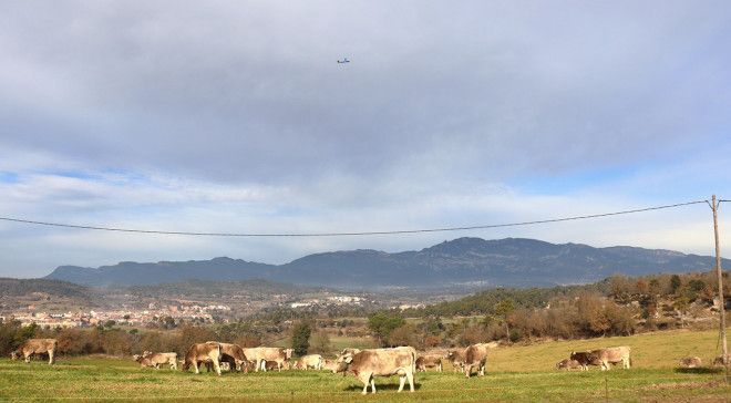dron-vaques-olvan-ACN-1