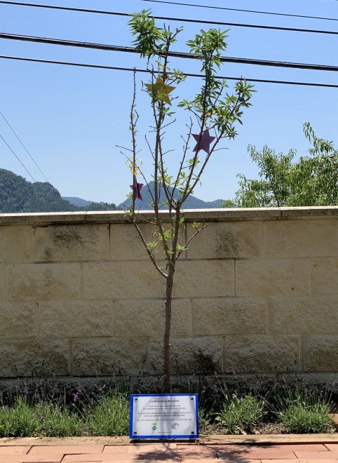 arbre