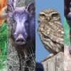 Animals salvatges caçats per les càmeres