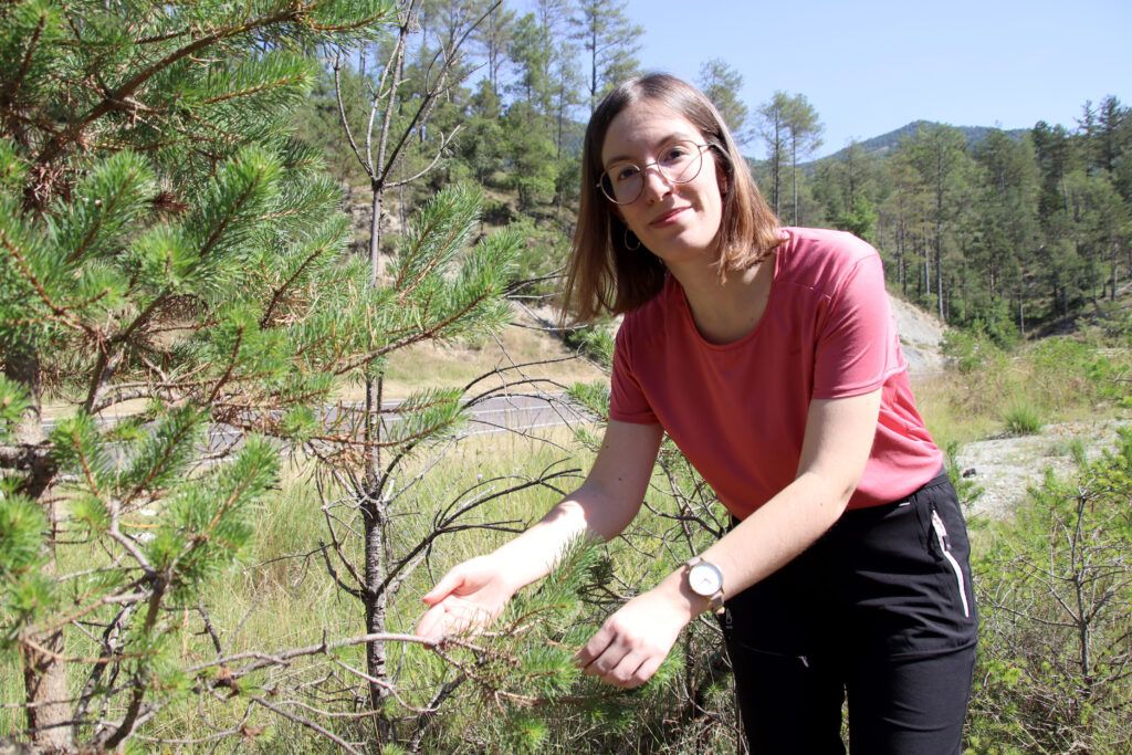 Maria Caballol, investigadora del Centre de Ciència i Tecnologia Forestal de Catalunya (CFTC), ha detectat per primer cop la banda marró a Catalunya, en un bosc de la Pobla de Lillet | ACN/Laura Busquets