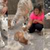 Encreuament entre una alpaca mascle i una llama femella | Merolla Berguedà