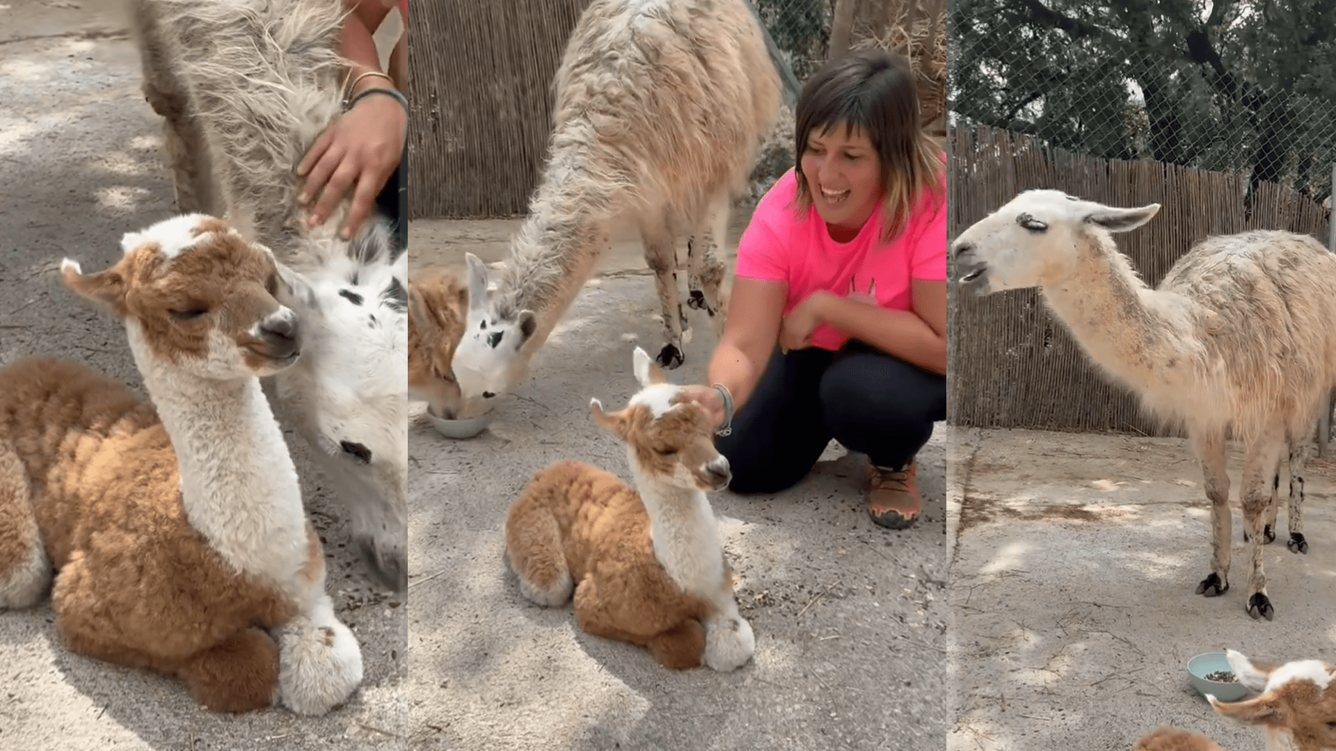 Encreuament entre una alpaca mascle i una llama femella | Merolla Berguedà