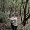 Tècnics de la Generalitat fan feines de detecció de la papallona del boix al bosc | Acció Climàtica