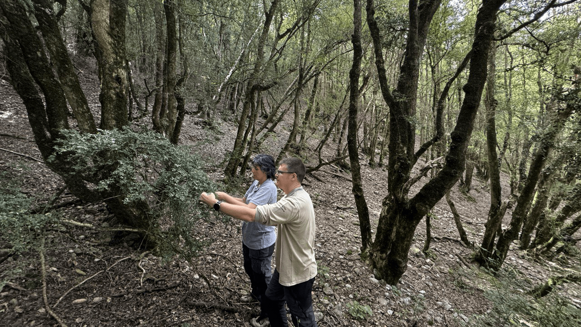 Tècnics de la Generalitat fan feines de detecció de la papallona del boix al bosc | Acció Climàtica