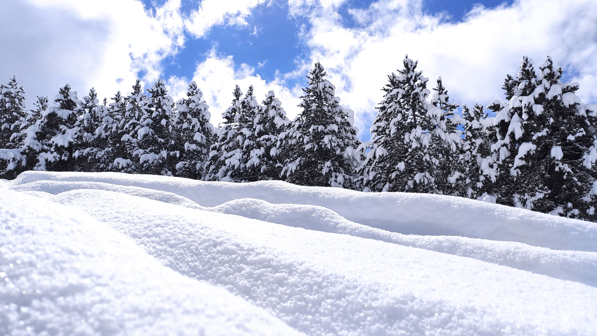 Els Rasos de Peguera, aquest matí, després d'una nevada que hi ha deixat més de 30 cm de neu nova | Nil Farrés Soler @nil_farres