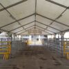 Les carpes del Vall de Berga, preparades per a la Fira de Santa Tecla | Ajuntament de Berga