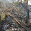 Zona cremada a la Serra de Falgars, aquest matí | Bombers