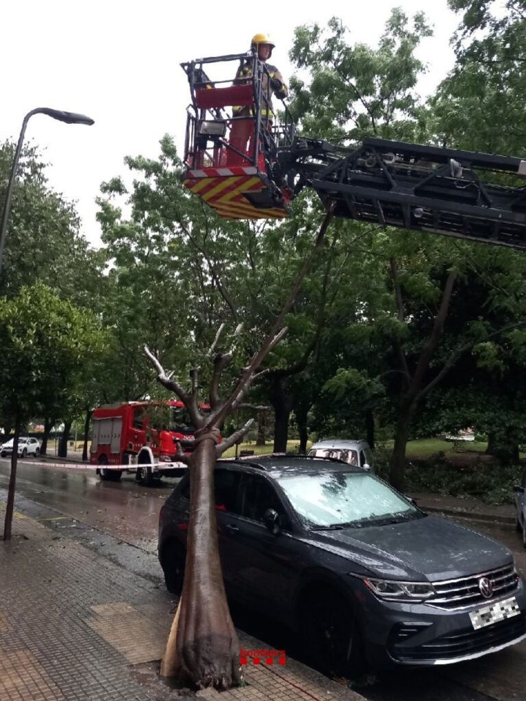 Els bombers retiren un arbre caigut sobre un cotxe, al passeig de la Pau de Berga | Bombers